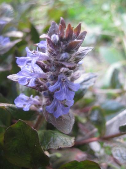 Name:  ajuga reptans.jpg
Views: 1270
Size:  28.7 KB