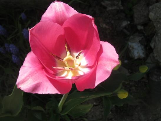 Name:  lale1.jpg
Views: 1618
Size:  23.0 KB
