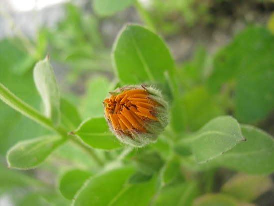 Name:  aynsafa1.jpg
Views: 1478
Size:  62.6 KB