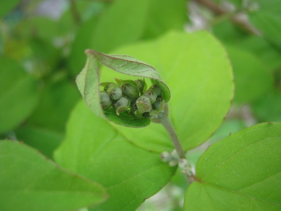 Name:  deutzia.jpg
Views: 1349
Size:  58.5 KB