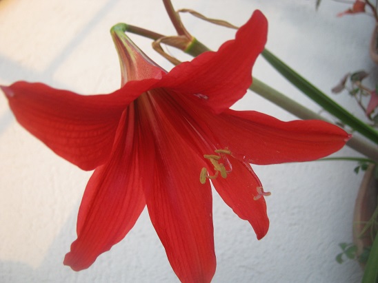 Name:  amaryllis1.jpg
Views: 1287
Size:  68.9 KB