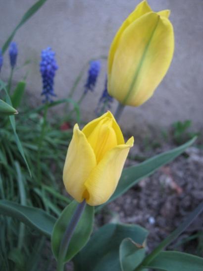 Name:  sar lale.jpg
Views: 1362
Size:  21.8 KB
