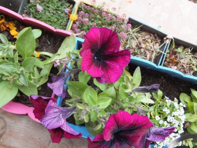 Name:  DSCF3798.jpg
Views: 304
Size:  61.4 KB