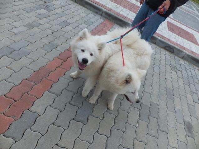 Name:  DSCF3767.jpg
Views: 584
Size:  44.3 KB