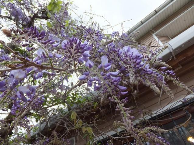 Name:  DSCF3879.jpg
Views: 520
Size:  70.1 KB