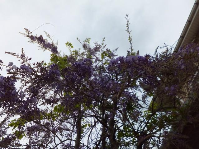 Name:  DSCF3877.jpg
Views: 561
Size:  65.2 KB