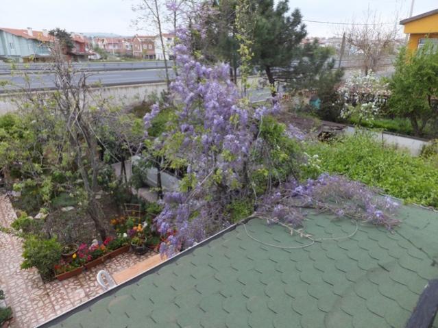 Name:  DSCF3890.jpg
Views: 525
Size:  59.2 KB