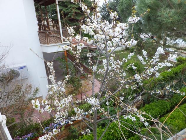 Name:  DSCF3910.jpg
Views: 236
Size:  71.7 KB