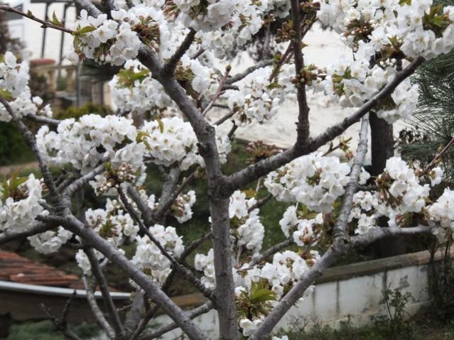 Name:  DSCF3911.jpg
Views: 235
Size:  68.7 KB