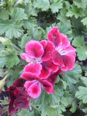 Name:  DSCF4011.jpg
Views: 382
Size:  66.5 KB