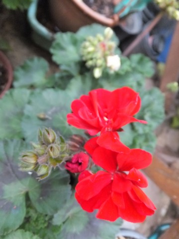 Name:  DSCF4013.jpg
Views: 390
Size:  46.3 KB