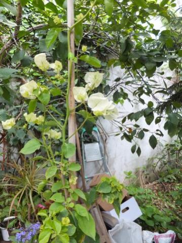 Name:  DSCF4015.jpg
Views: 369
Size:  46.3 KB