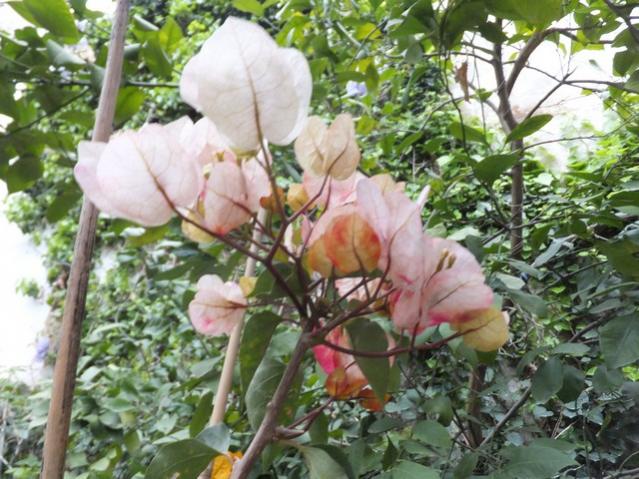 Name:  DSCF4017.jpg
Views: 384
Size:  64.7 KB
