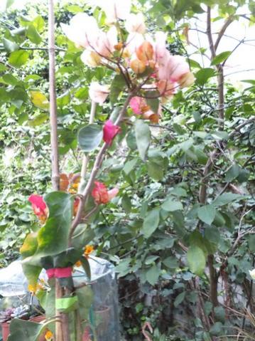 Name:  DSCF4018.jpg
Views: 374
Size:  45.5 KB