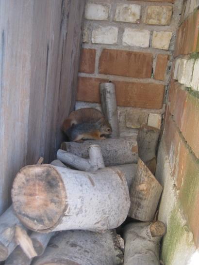 Name:  sincap4.jpg
Views: 1113
Size:  31.3 KB