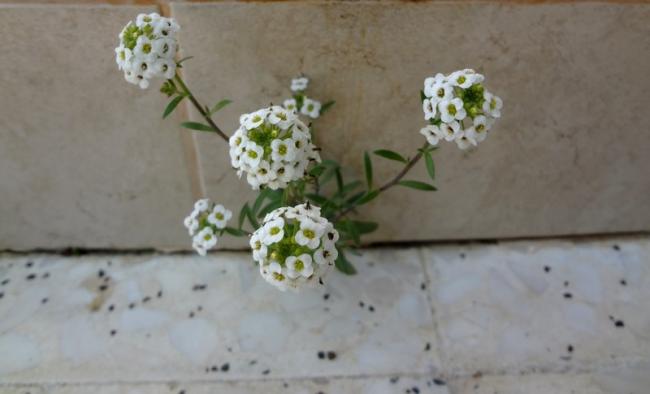Name:  alis.deli.jpg
Views: 1062
Size:  25.4 KB