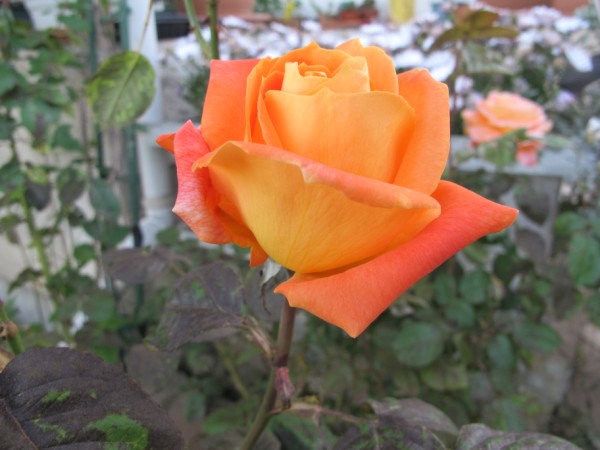 Name:  IMG_1367 (600 x 450).jpg
Views: 1014
Size:  56.1 KB