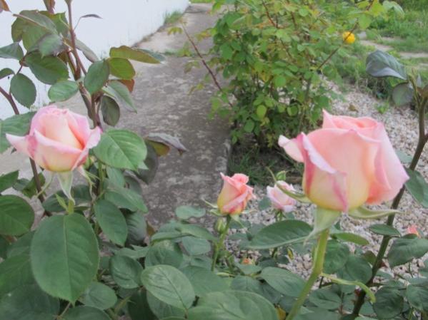 Name:  IMG_1340 (600 x 450).jpg
Views: 1005
Size:  44.9 KB