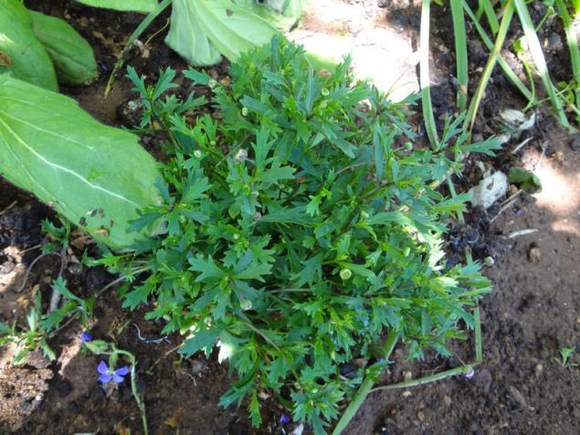 Name:  aster.jpg
Views: 1207
Size:  70.7 KB