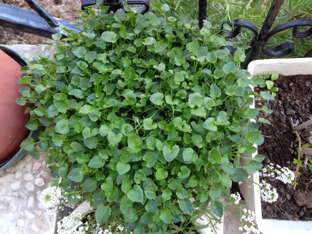 Name:  campanula garganca.jpg
Views: 1354
Size:  72.2 KB