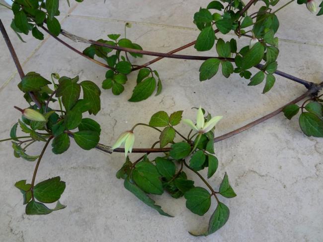 Name:  clmts.jpg
Views: 1302
Size:  50.4 KB