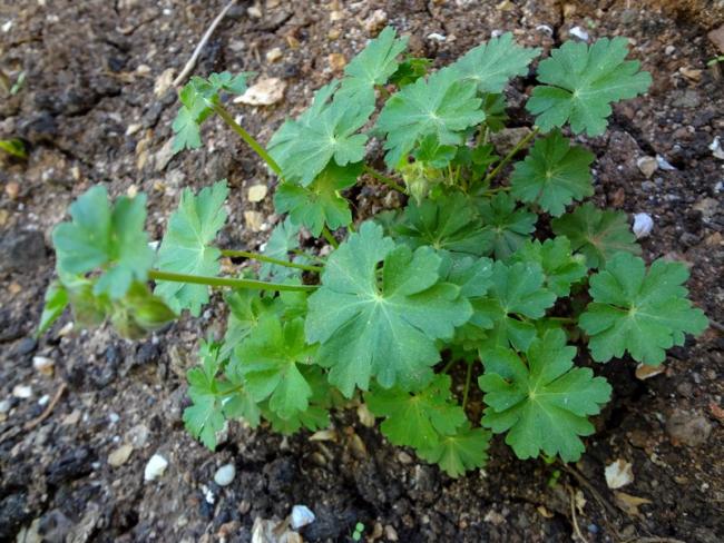 Name:  geranium.jpg
Views: 996
Size:  69.5 KB