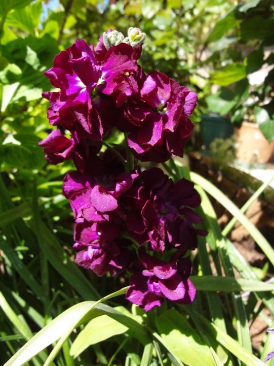 Name:  eb.fushia.jpg
Views: 1190
Size:  67.5 KB