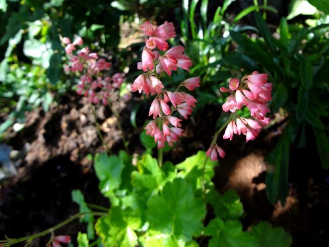 Name:  heuchera.jpg
Views: 915
Size:  48.6 KB