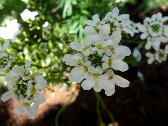 Name:  iberis.jpg
Views: 1179
Size:  39.9 KB