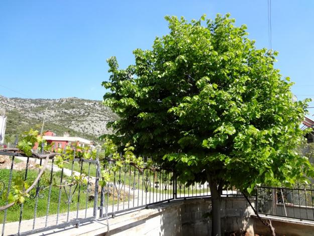Name:  ihlamur.jpg
Views: 1170
Size:  71.0 KB