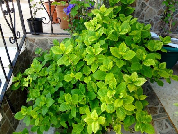 Name:  ortanca.jpg
Views: 1191
Size:  71.6 KB