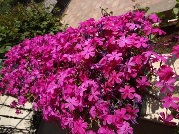 Name:  phlox.jpg
Views: 1133
Size:  71.6 KB