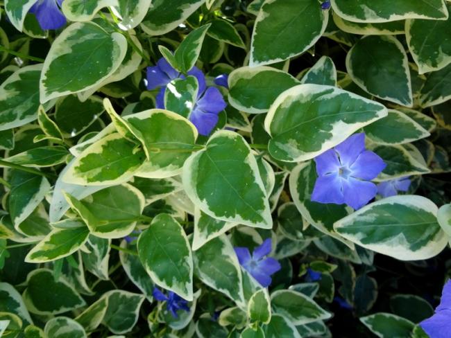 Name:  vinca.jpg
Views: 1113
Size:  60.6 KB