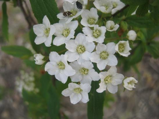 Name:  ispirya 1.jpg
Views: 1207
Size:  26.3 KB
