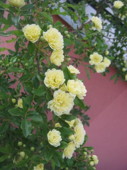 Name:  ponpon.jpg
Views: 1105
Size:  35.7 KB