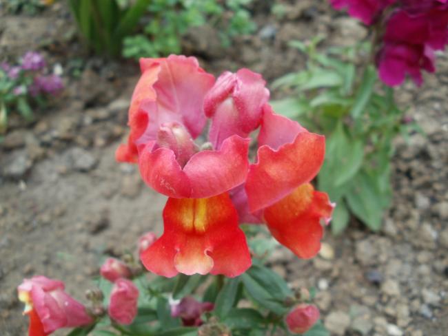 Name:  P1010270a.jpg
Views: 294
Size:  37.5 KB