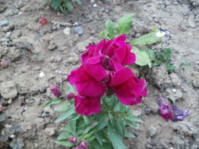 Name:  P1010269a.jpg
Views: 307
Size:  54.9 KB