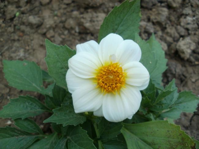 Name:  P1010271a.jpg
Views: 322
Size:  34.8 KB