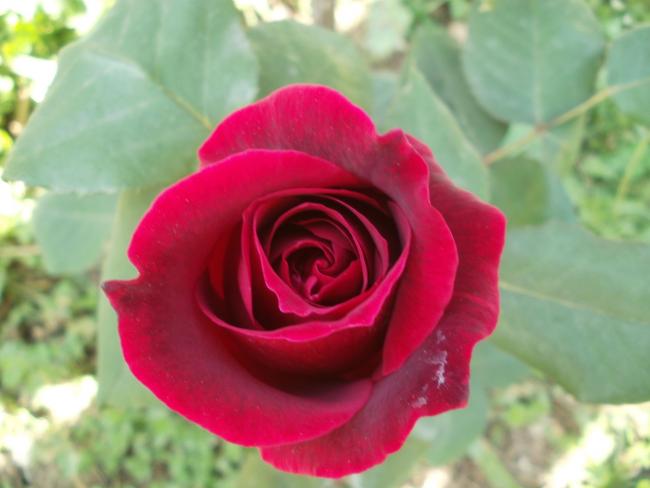 Name:  P1010268a.jpg
Views: 448
Size:  31.6 KB