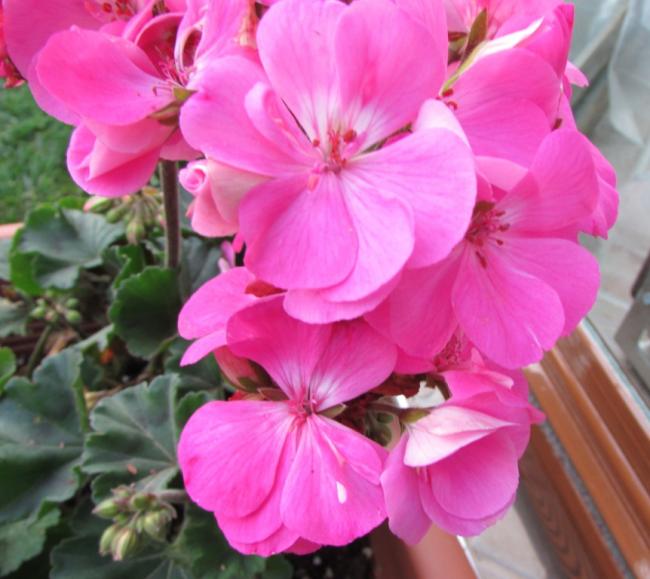 Name:  IMG_3005.jpg
Views: 434
Size:  47.7 KB