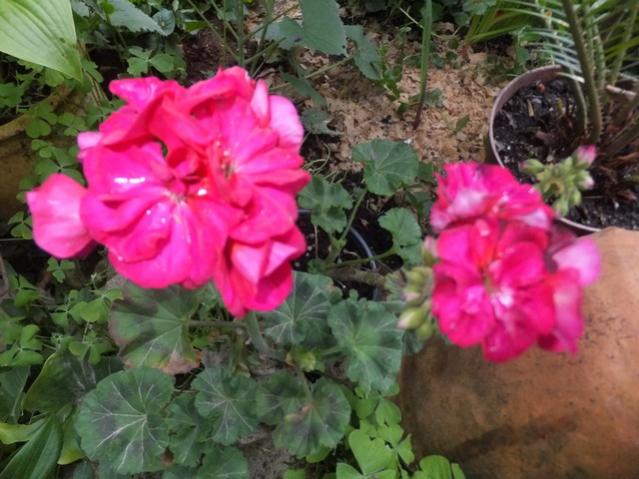 Name:  DSCF4032.jpg
Views: 337
Size:  51.9 KB
