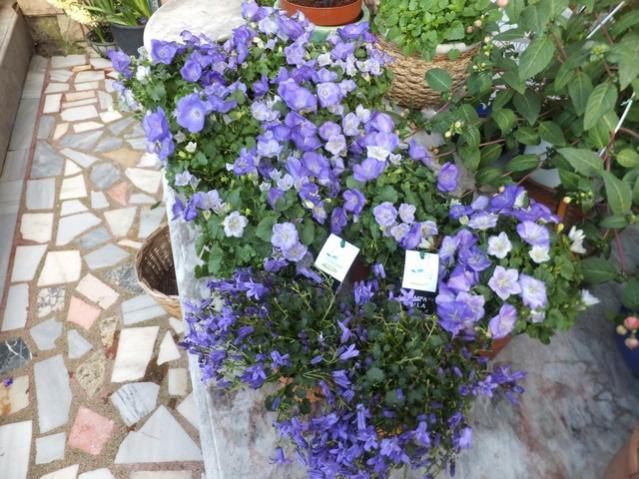 Name:  DSCF4099.jpg
Views: 293
Size:  67.2 KB