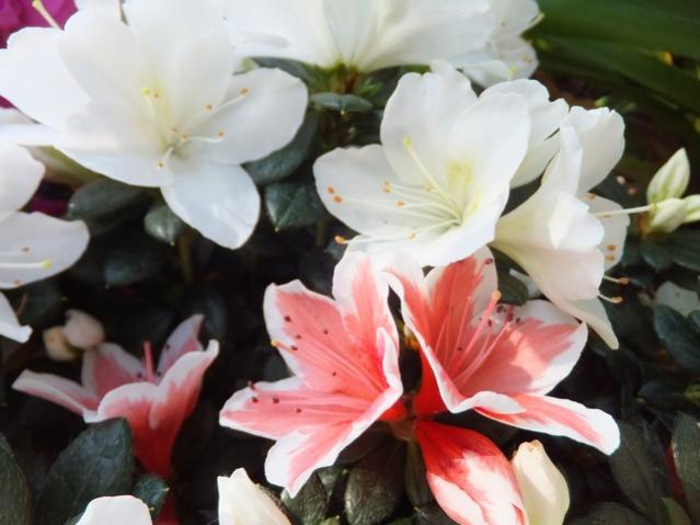 Name:  DSCF4131.jpg
Views: 532
Size:  37.7 KB