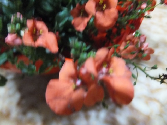 Name:  DSCF4152.jpg
Views: 258
Size:  63.8 KB