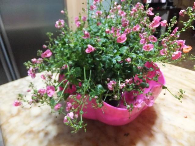 Name:  DSCF4154.jpg
Views: 874
Size:  48.1 KB