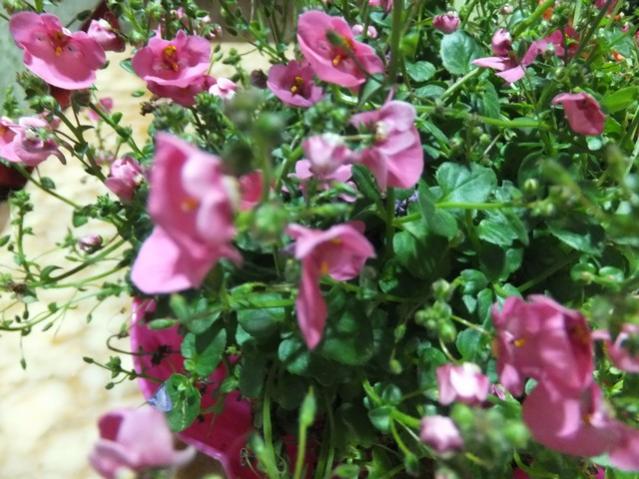 Name:  DSCF4157.jpg
Views: 591
Size:  59.3 KB