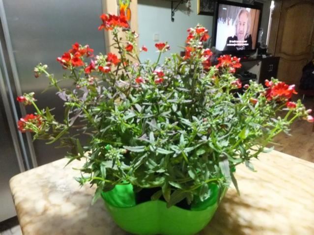 Name:  DSCF4158.jpg
Views: 306
Size:  54.5 KB