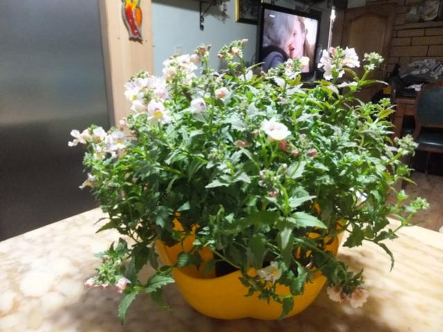 Name:  DSCF4162.jpg
Views: 267
Size:  52.9 KB