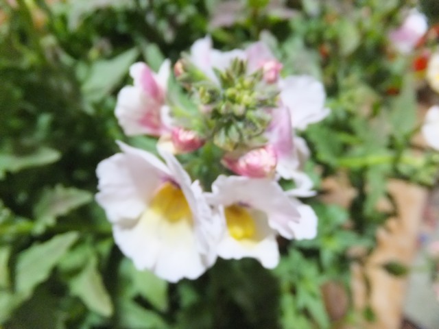 Name:  DSCF4166.jpg
Views: 257
Size:  65.2 KB