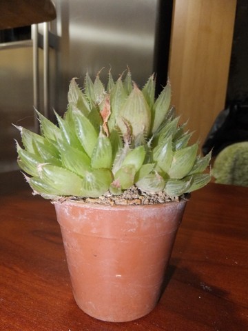 Name:  DSCF4172.jpg
Views: 262
Size:  48.5 KB